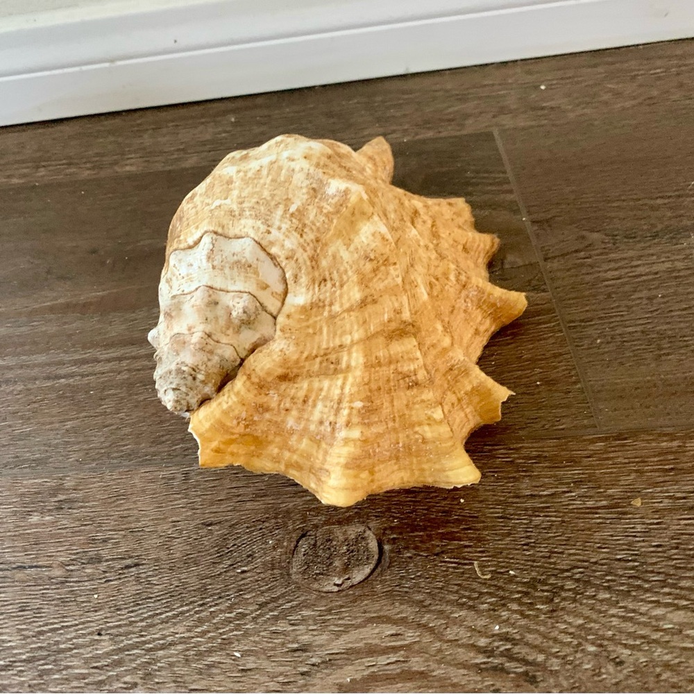 Big Sea Shell - Picture 7 of 12